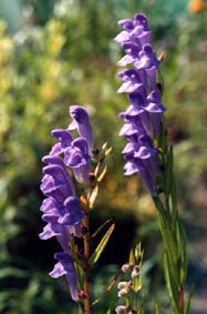 Scutellaria baicalensis